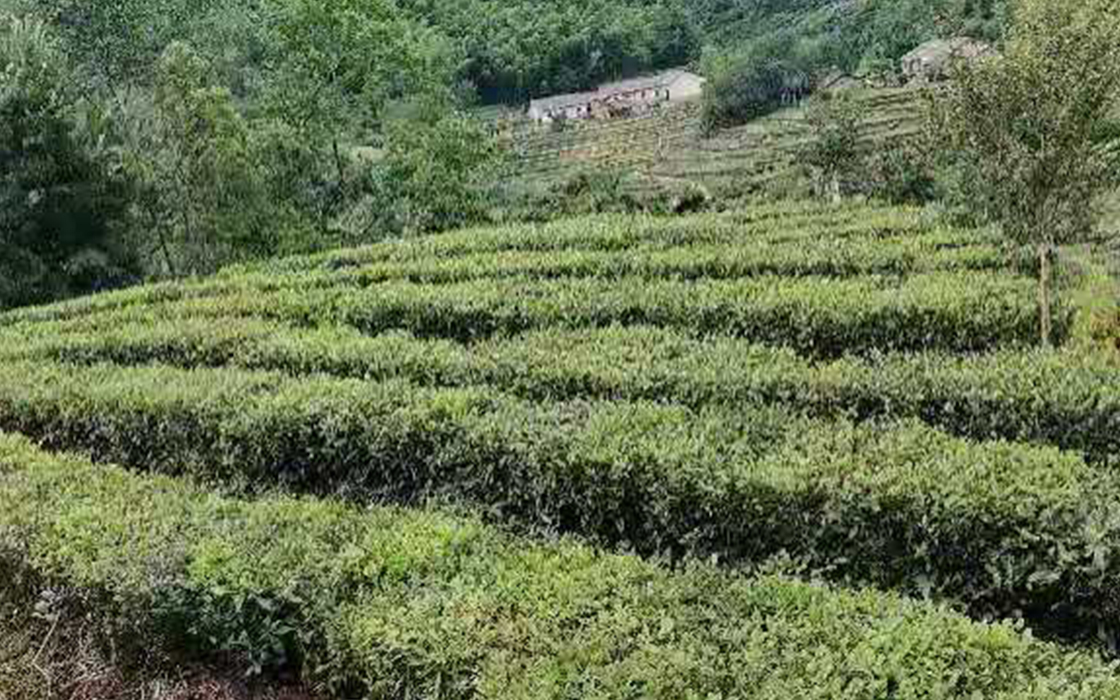 Pokerking官网-不凡成绩非凡,相信品牌的实力